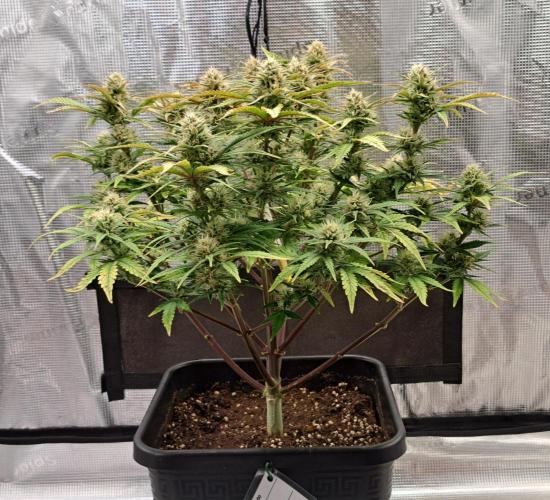 Taste of stardust. Week 8 - Day 54