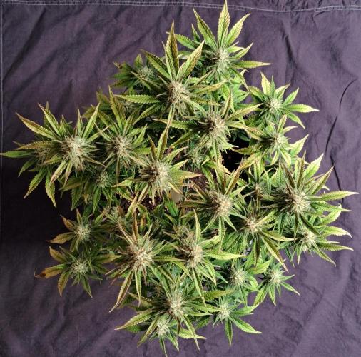 Taste of stardust. Week 8 - Day 55