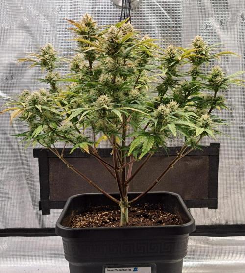 Taste of stardust. Week 8 - Day 55