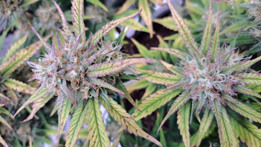 Taste of stardust. Week 8 - Day 56