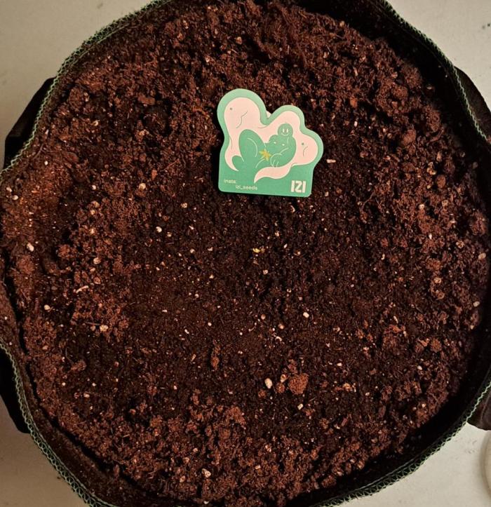 amIZIng Diesel. Week 0 - Day 0