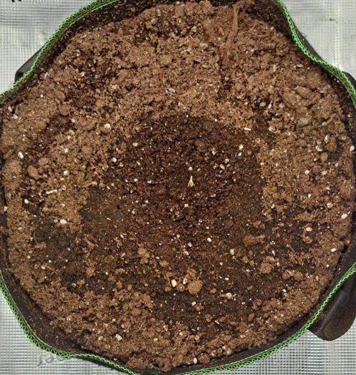 amIZIng Diesel. Week 1 - Day 1