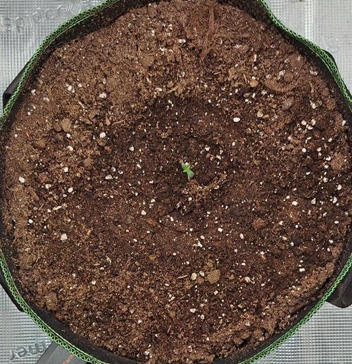 amIZIng Diesel. Week 1 - Day 2