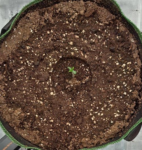 amIZIng Diesel. Week 1 - Day 3