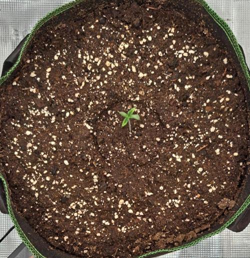 amIZIng Diesel. Week 1 - Day 4