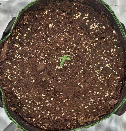 amIZIng Diesel. Week 1 - Day 5