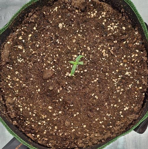 amIZIng Diesel. Week 1 - Day 6