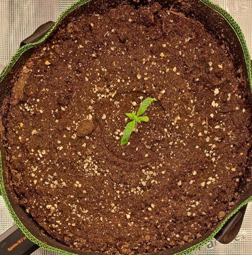 amIZIng Diesel. Week 1 - Day 7