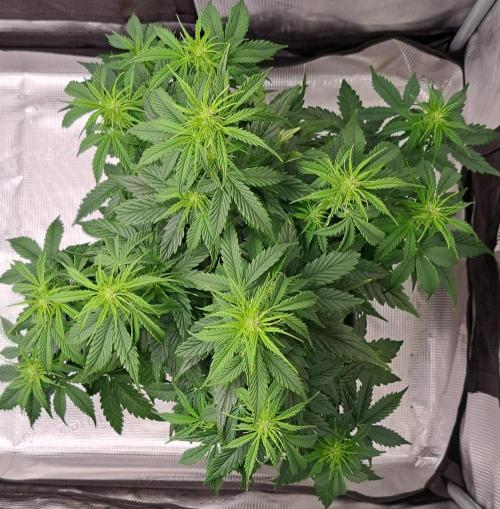 King of Kong. Week 6 - Day 36