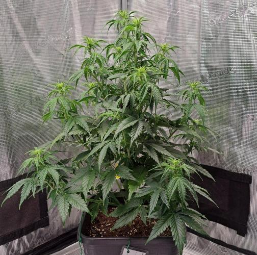 King of Kong. Week 6 - Day 36