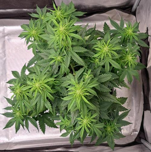 King of Kong. Week 6 - Day 37