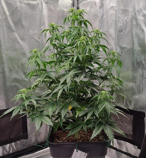 King of Kong. Week 6 - Day 37