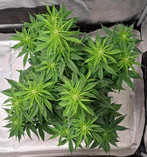 King of Kong. Week 6 - Day 38