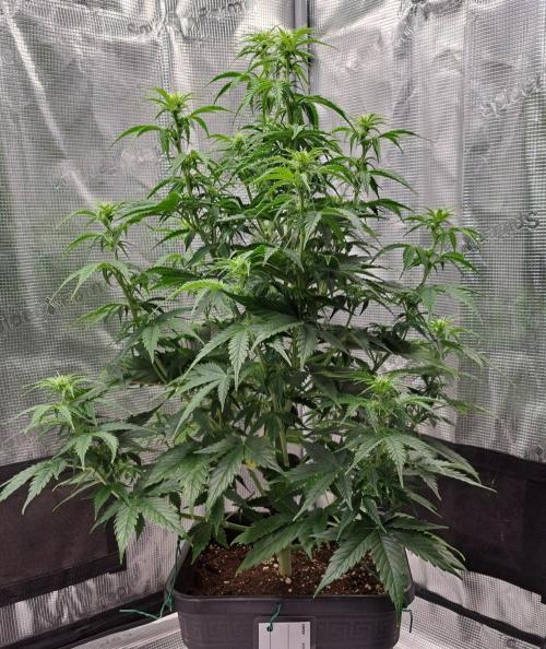 King of Kong. Week 6 - Day 38