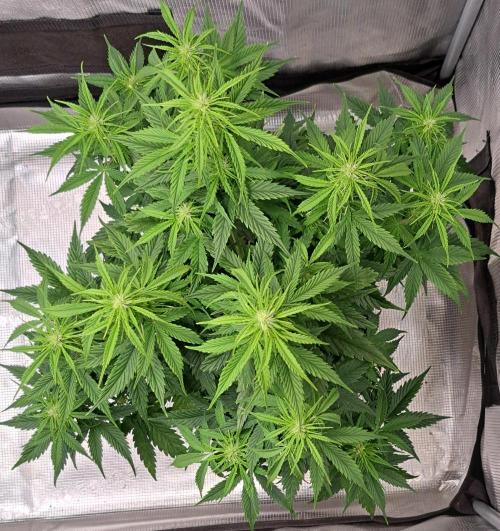 King of Kong. Week 6 - Day 39