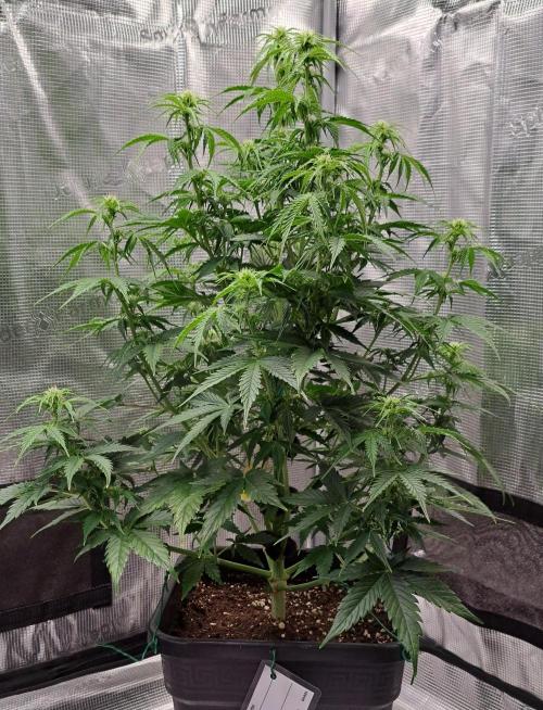 King of Kong. Week 6 - Day 39