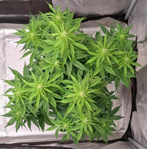 King of Kong. Week 6 - Day 40