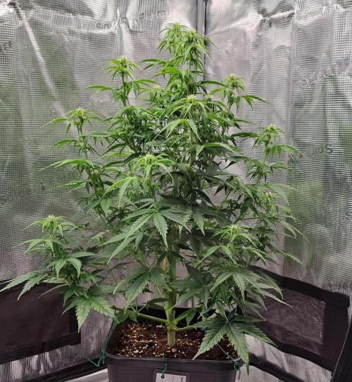 King of Kong. Week 6 - Day 40