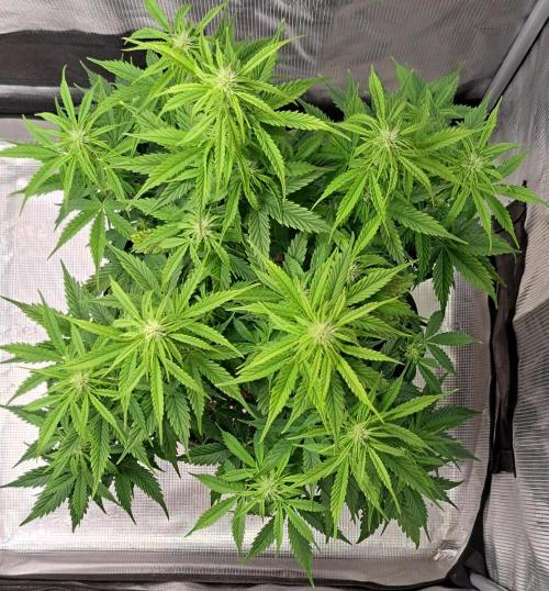 King of Kong. Week 6 - Day 41