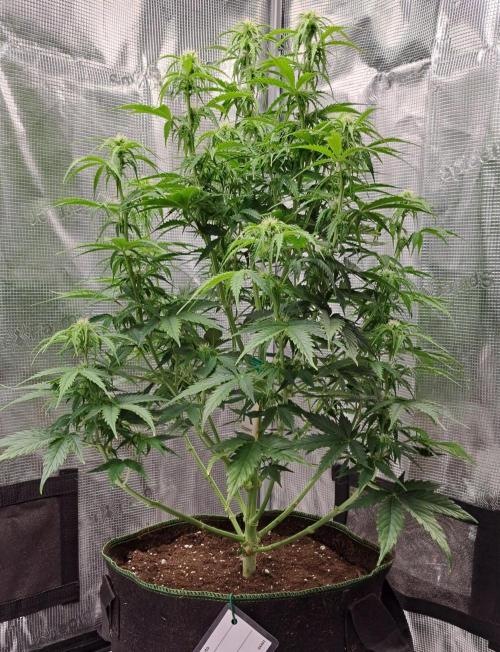 King of Kong. Week 6 - Day 41