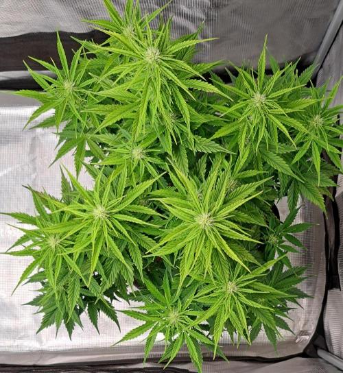 King of Kong. Week 6 - Day 42