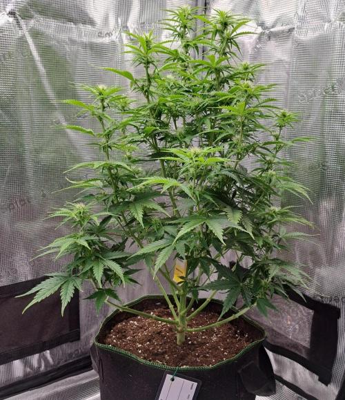 King of Kong. Week 6 - Day 42