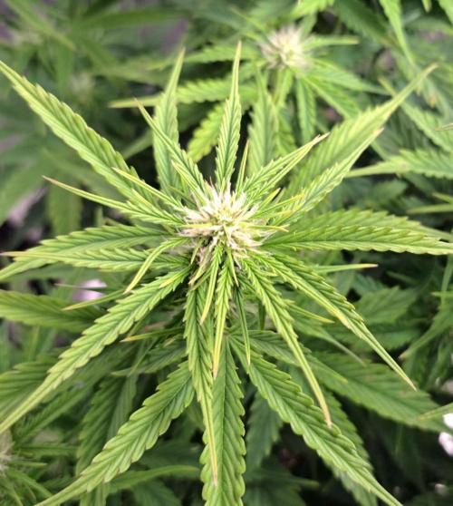 King of Kong. Week 6 - Day 42