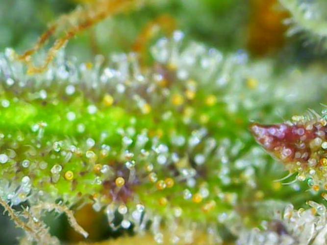 Taste of stardust. Week 8 - Day 56