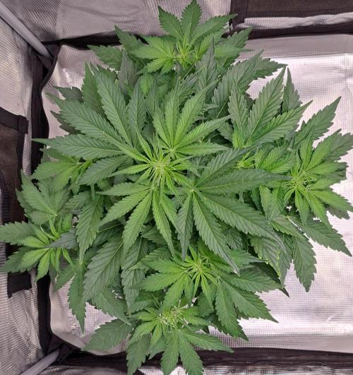 Dreams become purple. Week 5 - Day 29