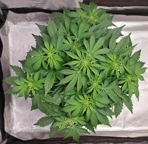 Dreams become purple. Week 5 - Day 30