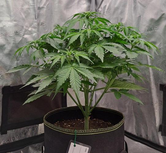 Dreams become purple. Week 5 - Day 30