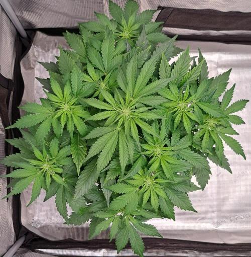 Dreams become purple. Week 5 - Day 31