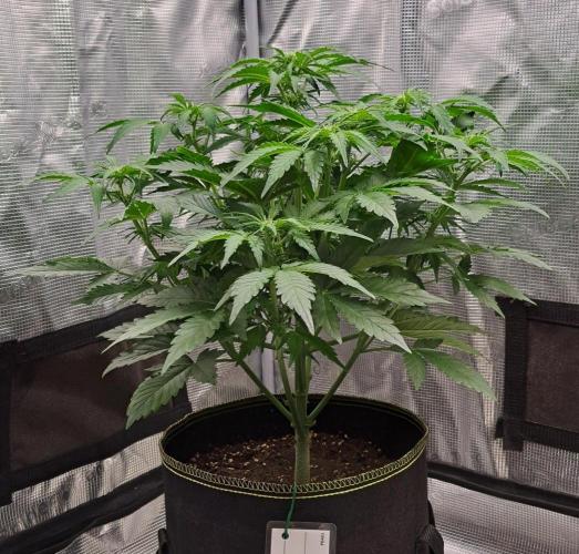 Dreams become purple. Week 5 - Day 31