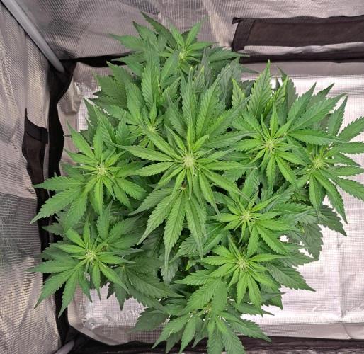 Dreams become purple. Week 5 - Day 32