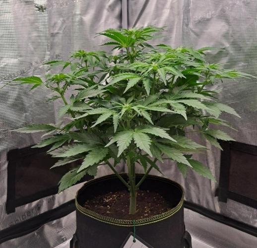 Dreams become purple. Week 5 - Day 32