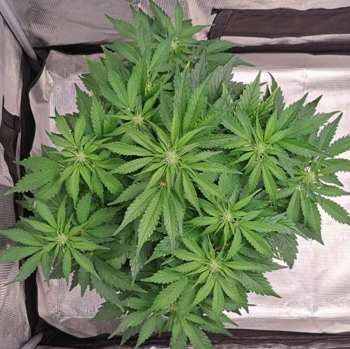 Dreams become purple. Week 5 - Day 33