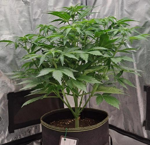 Dreams become purple. Week 5 - Day 33