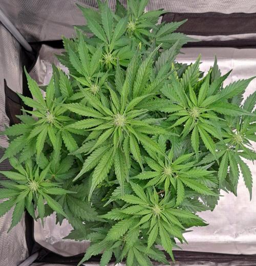 Dreams become purple. Week 5 - Day 34