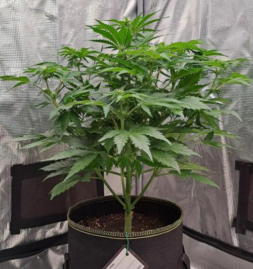 Dreams become purple. Week 5 - Day 34