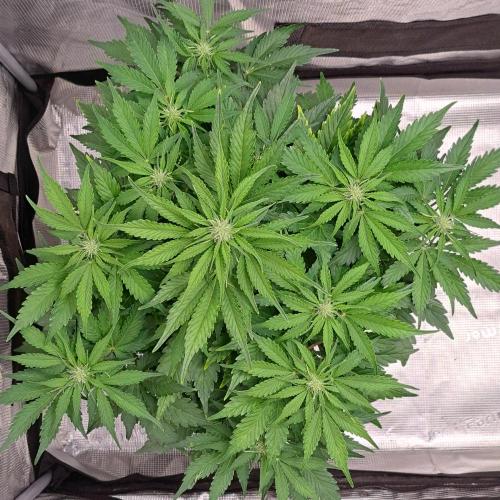 Dreams become purple. Week 5 - Day 35