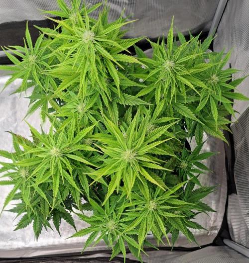 King of Kong. Week 7 - Day 43