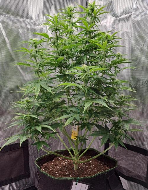 King of Kong. Week 7 - Day 43