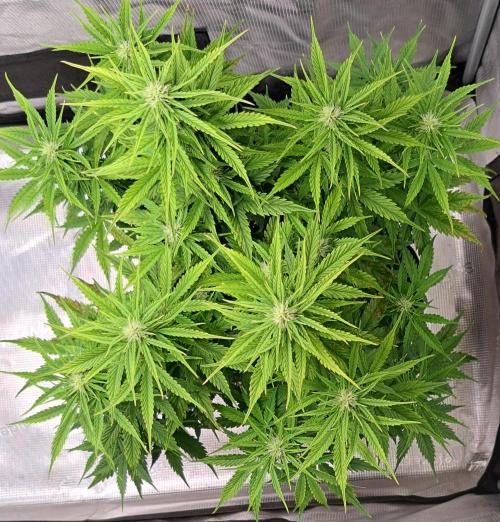 King of Kong. Week 7 - Day 44