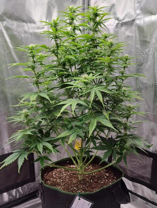 King of Kong. Week 7 - Day 44