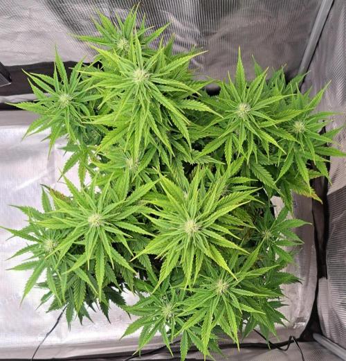 King of Kong. Week 7 - Day 45