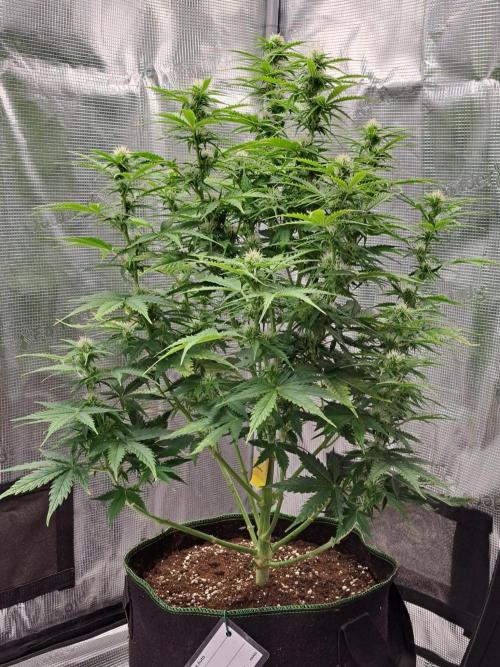 King of Kong. Week 7 - Day 45