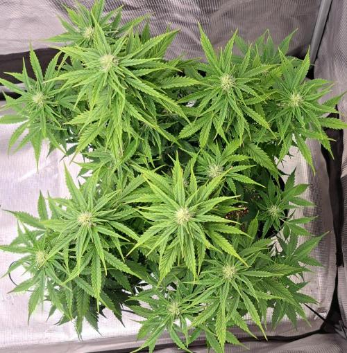 King of Kong. Week 7 - Day 46