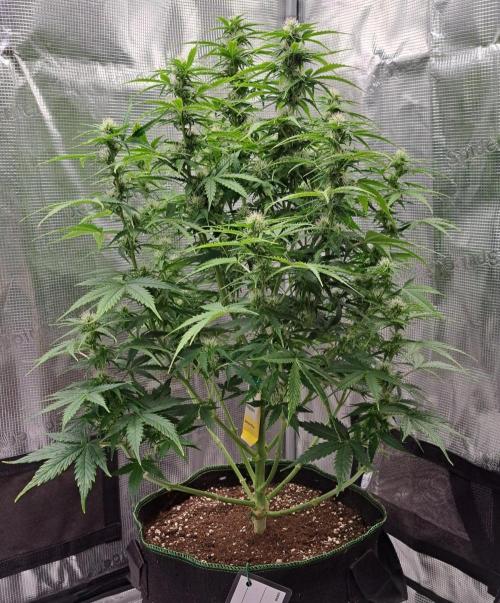 King of Kong. Week 7 - Day 46