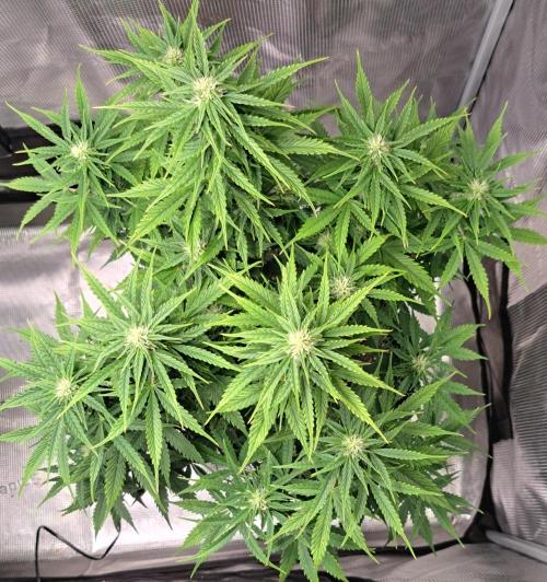 King of Kong. Week 7 - Day 47