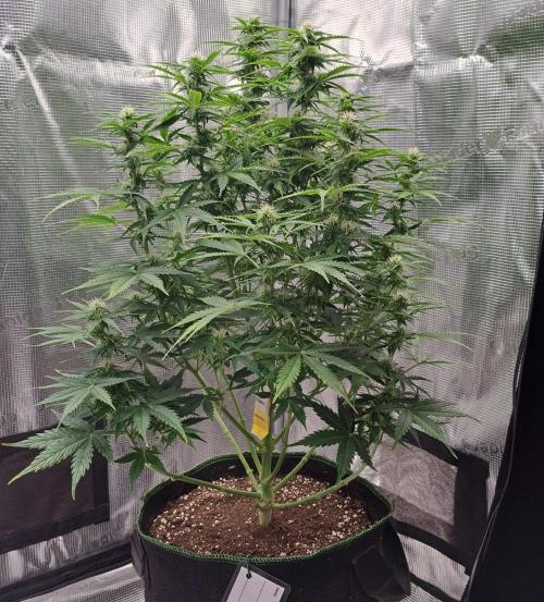 King of Kong. Week 7 - Day 47